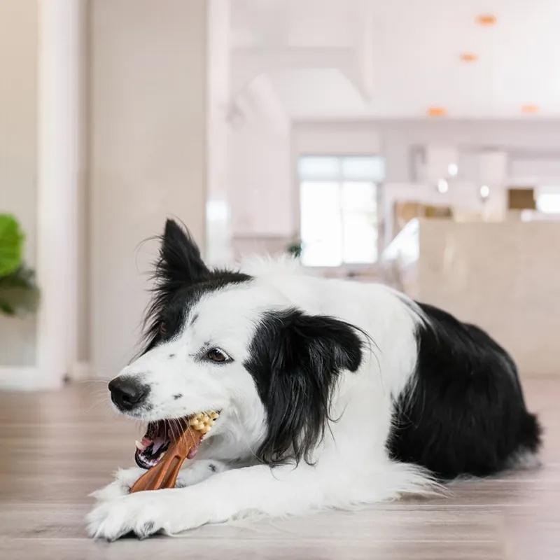 Whimzees 唯潔 犬用 潔牙骨超值盒 4尺寸 (全素 無穀 狗零食 狗獎勵 Wellness 耐咬)-細節圖4