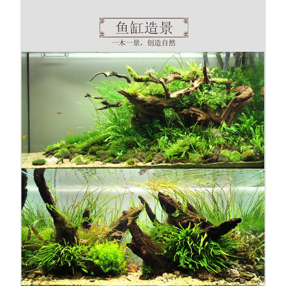 水族區-魚缸紫柚.黃金.煙燻.杜鹃根沉木造景-魚缸裝飾擺件曬台-水蝦龜魚南美水草造景-造景莫斯樹沉木此賣場為35-69-細節圖2