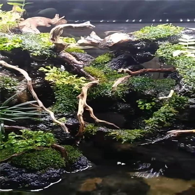 水族區-魚缸紫柚.黃金.煙燻.杜鹃根沉木造景-魚缸裝飾擺件曬台-水蝦龜魚南美水草造景-造景莫斯樹沉木此賣場為5-34cm-細節圖2