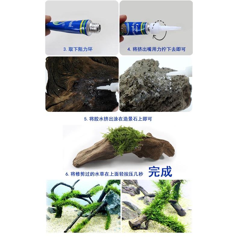 水族區-各式水族活餌-魚缸杜鹃根沉木造景-國象水族造景膠5g-骨架膠水-莫斯膠-水草膠-莫斯網片-接沉木珊瑚石頭透明水族-細節圖5