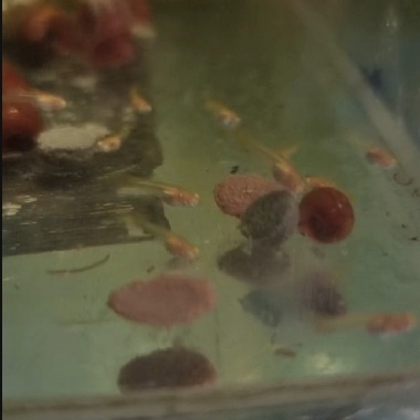 水族區-各式水族活餌零件設備-分售7合一底棲魚.慈鯛金魚.六角恐龍.異形-觀賞蝦螺.高蛋白.纖維能量.增豔複合式高級飼料-細節圖6