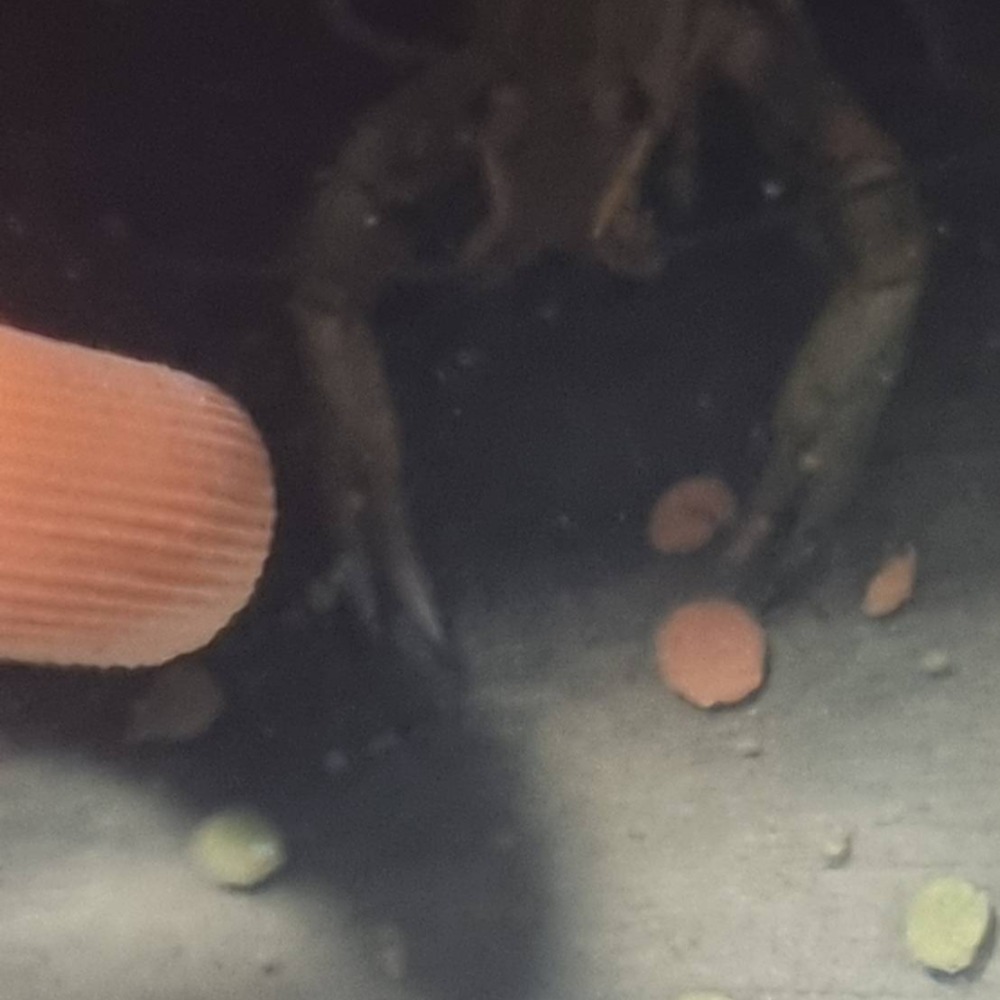 水族區-各式水族活餌零件設備-分售7合一底棲魚.慈鯛金魚.六角恐龍.異形-觀賞蝦螺.高蛋白.纖維能量.增豔複合式高級飼料-細節圖7