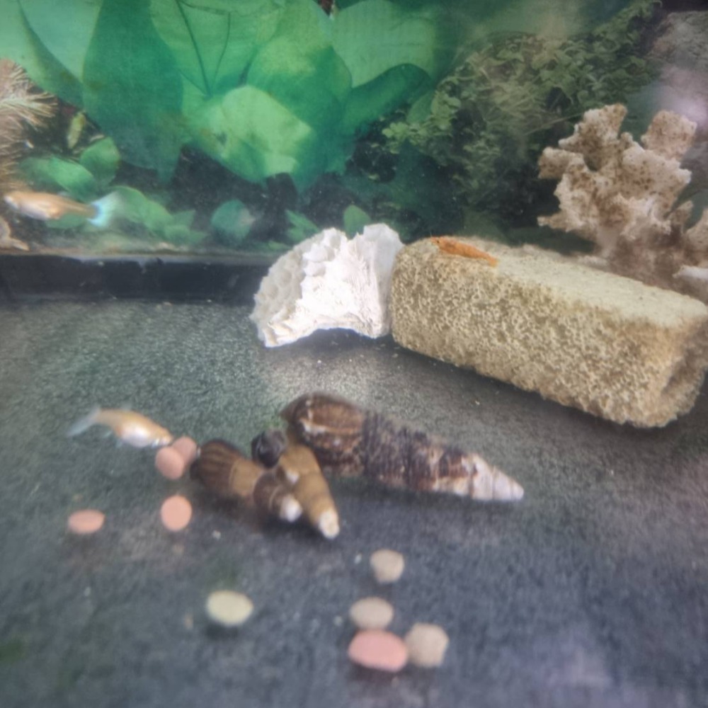 水族區-各式水族活餌零件設備-分售7合一底棲魚.慈鯛金魚.六角恐龍.異形-觀賞蝦螺.高蛋白.纖維能量.增豔複合式高級飼料-細節圖8