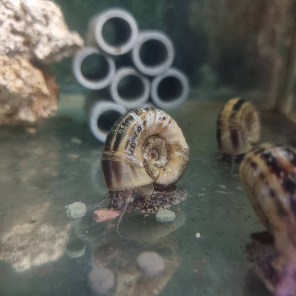 水族區-各式水族活餌零件設備-分售7合一底棲魚.慈鯛金魚.六角恐龍.異形-觀賞蝦螺.高蛋白.纖維能量.增豔複合式高級飼料-細節圖9