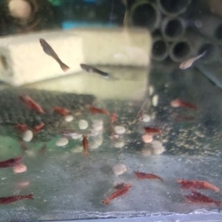 水族區-各式水族活餌零件設備-分售7合一底棲魚.慈鯛金魚.六角恐龍.異形-觀賞蝦螺.高蛋白.纖維能量.增豔複合式高級飼料-細節圖10