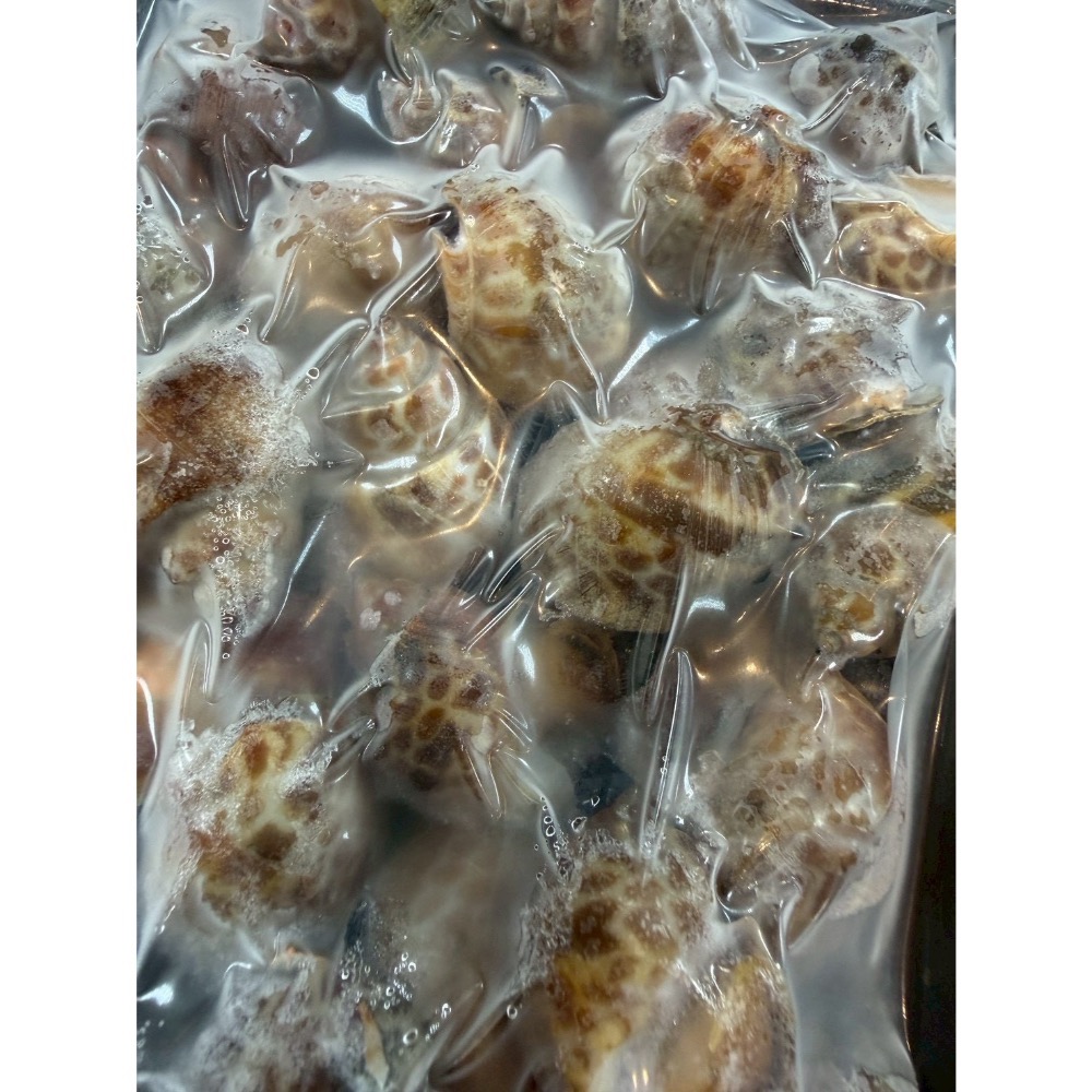 野生鳳螺｜海味老饕最愛-細節圖3