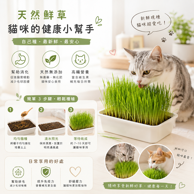貓草／麥草種植盒-細節圖2