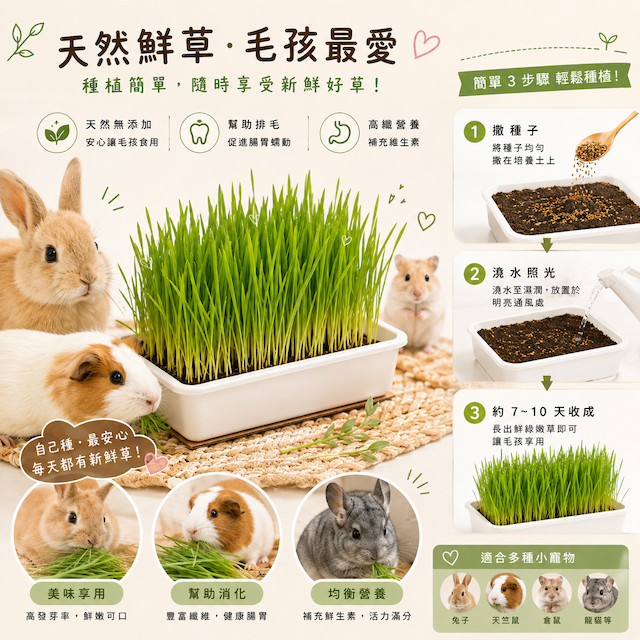 貓草／麥草種植盒-細節圖3