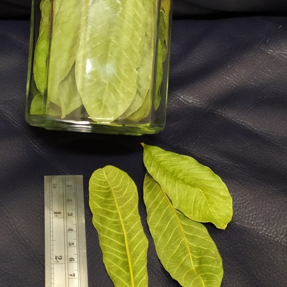 乾燥芭樂葉（食用級泡茶烹調用）l-細節圖2