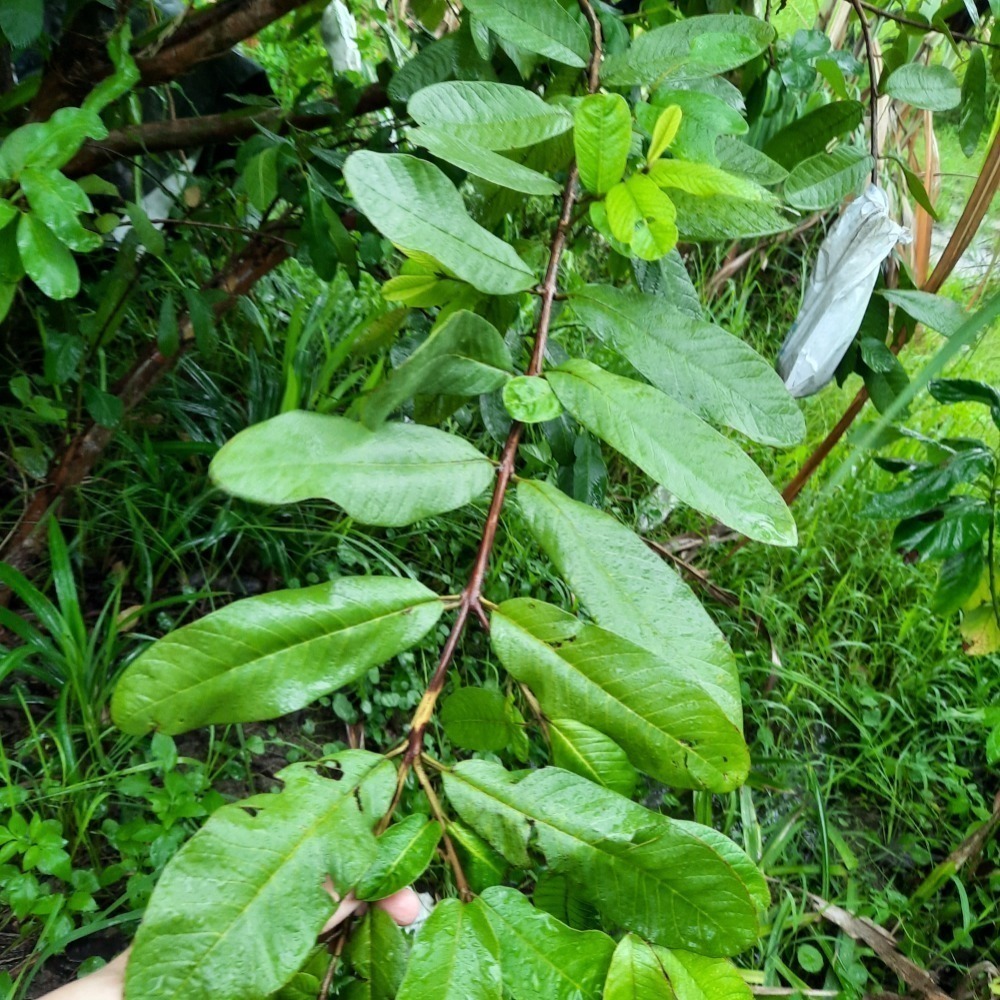 乾燥芭樂葉（食用級泡茶烹調用）l-細節圖4