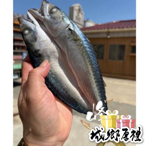 《澎湖海鮮》【赤崁峰】-澎湖白腹鯖魚一夜乾 100-150g/尾