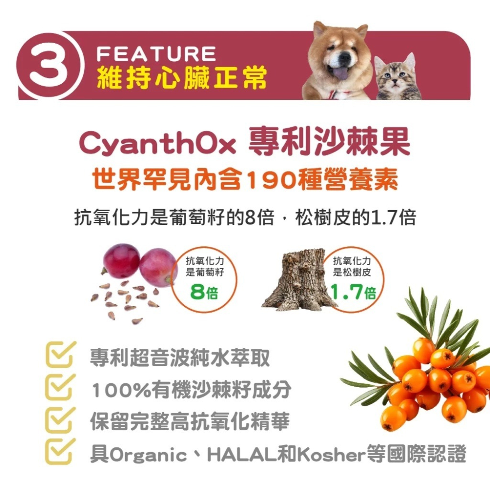 蓓百優 心臟保健護心粉 55g 心臟權威 狗 貓 專用 專利Q10輔酶×專利納豆激酶×專利沙棘果 寵物保健 狗狗心臟-細節圖6