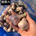 【佳純農產行】雲林元長 全乾整理蒜頭  自產自銷 有現貨 香辣好吃-規格圖1