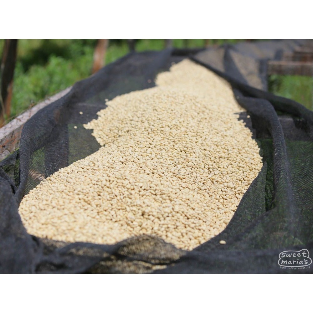 【老街烘焙坊】肯亞 卡莫伊尼處理廠  AA TOP 水洗  咖啡熟豆 (230g)-細節圖2