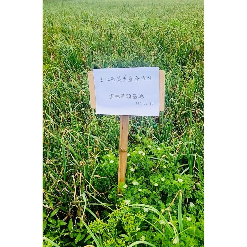 雲林蒜頭切片 料理蒜片 雲林蒜片1000公克-細節圖5