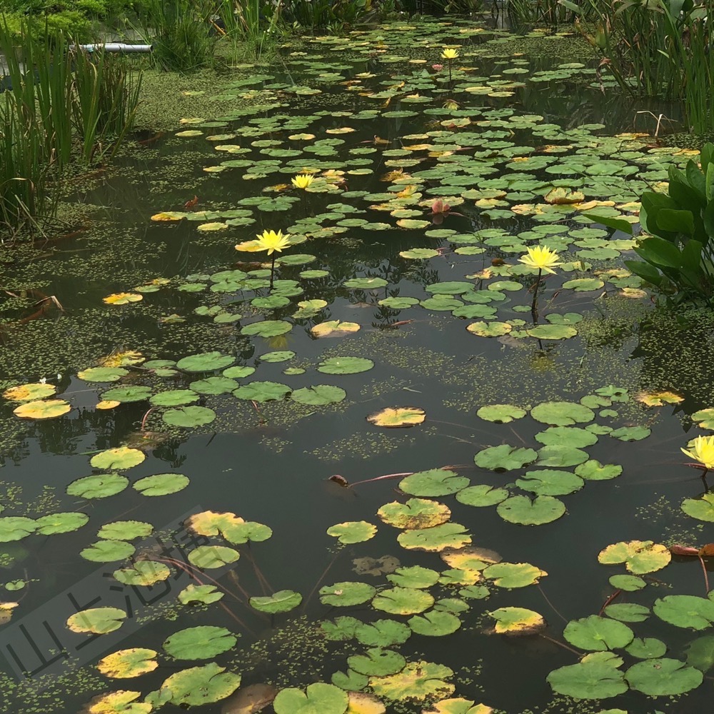 *山上池塘* 新鮮塘泥 睡蓮碗蓮種植土 ㄧ公斤-細節圖2