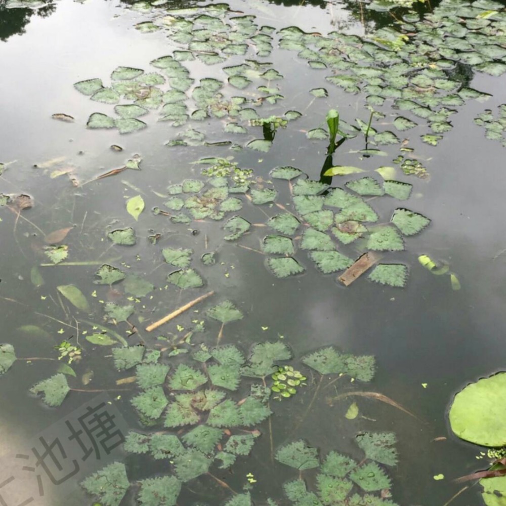 *山上池塘* 新鮮塘泥 睡蓮碗蓮種植土 ㄧ公斤-細節圖3