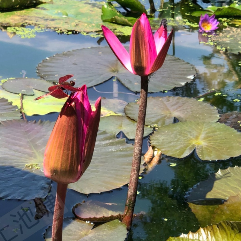 *山上池塘* 新鮮塘泥 睡蓮碗蓮種植土 ㄧ公斤-細節圖4
