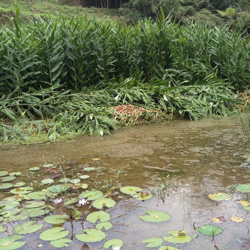 *山上池塘* 新鮮塘泥 睡蓮碗蓮種植土 ㄧ公斤-細節圖5