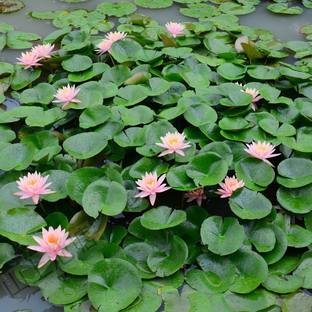 *山上池塘* 新鮮塘泥 睡蓮碗蓮種植土 ㄧ公斤-細節圖6