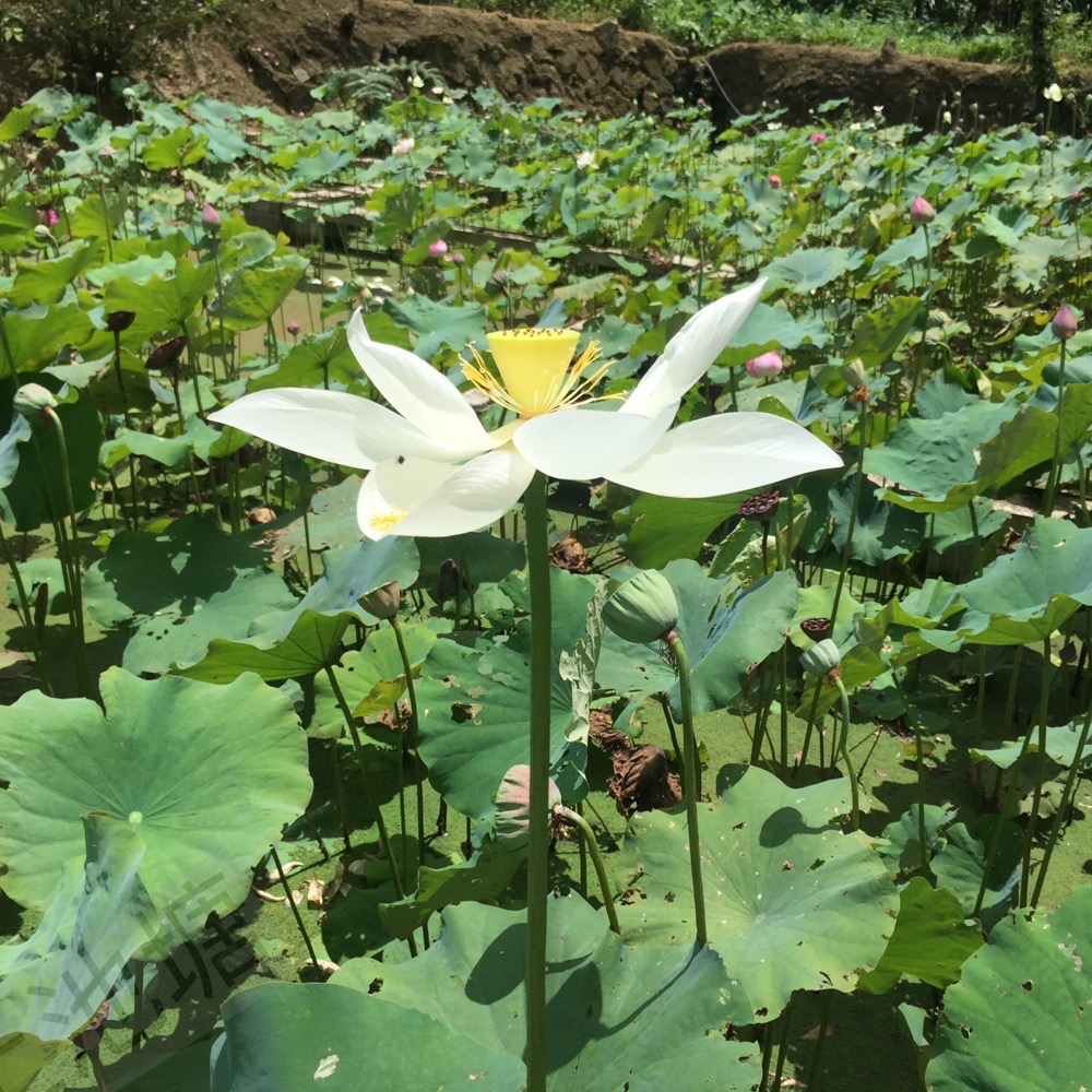 *山上池塘* 新鮮塘泥 睡蓮碗蓮種植土 ㄧ公斤-細節圖7
