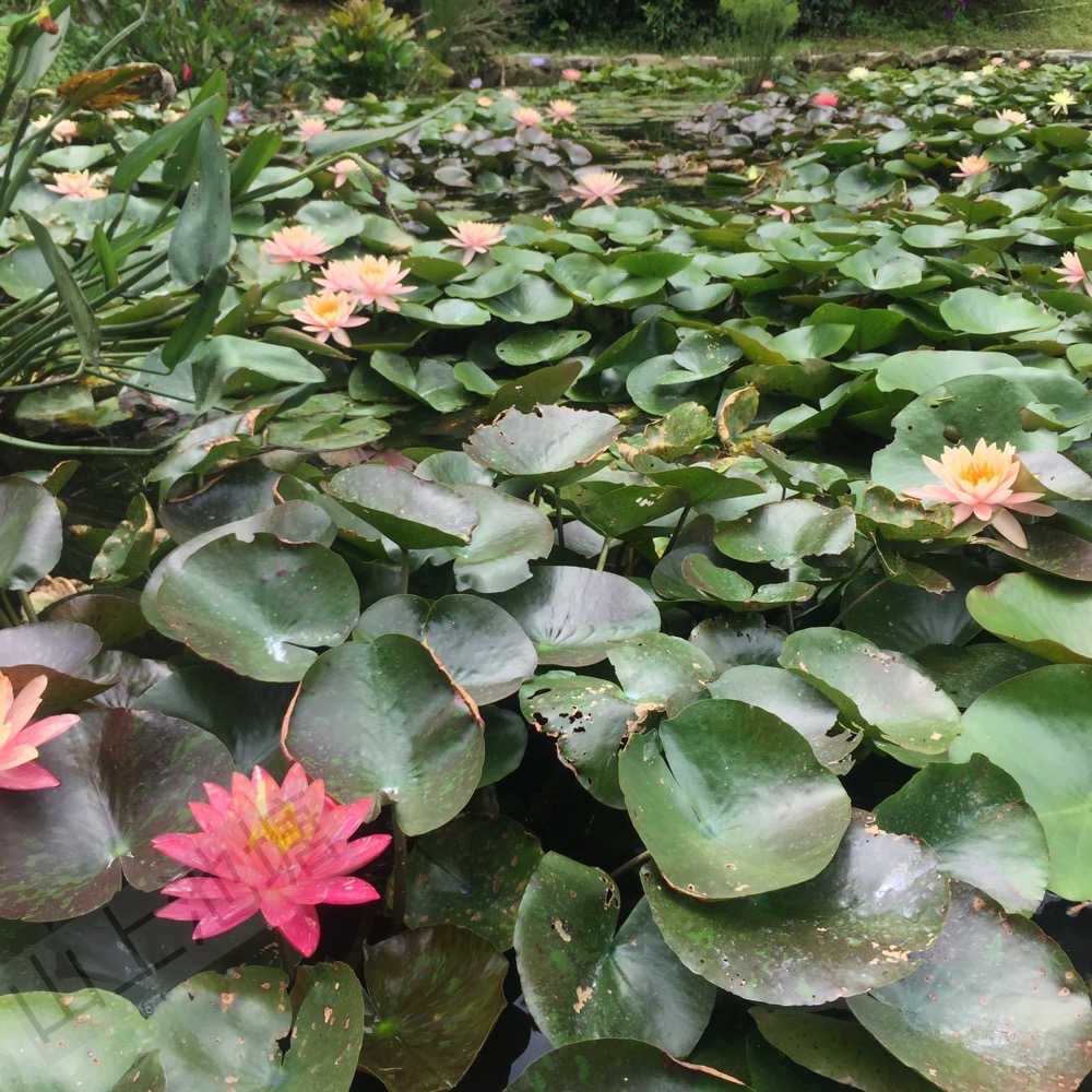 *山上池塘* 新鮮塘泥 睡蓮碗蓮種植土 ㄧ公斤-細節圖8