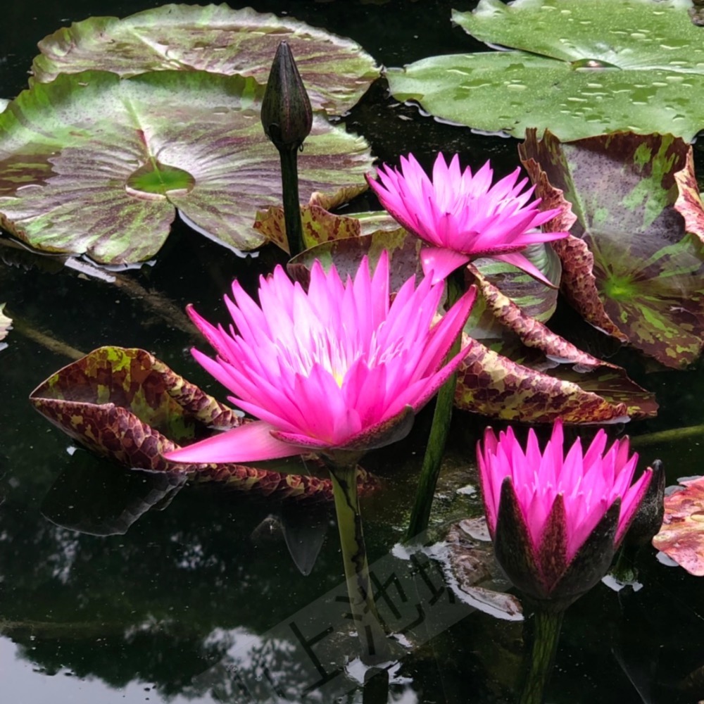 山上池塘 邁阿密玫瑰 睡蓮（請先問有沒有貨）-細節圖2