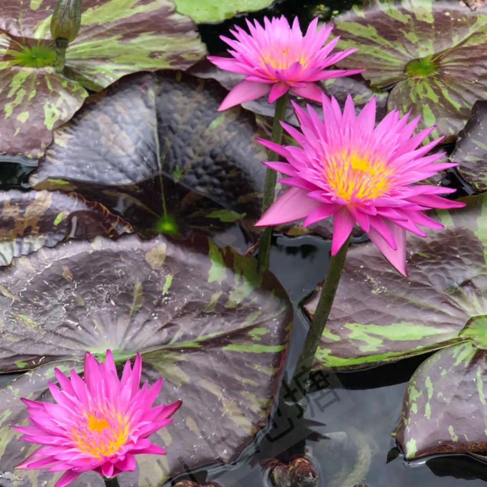 山上池塘 邁阿密玫瑰 睡蓮（請先問有沒有貨）-細節圖3