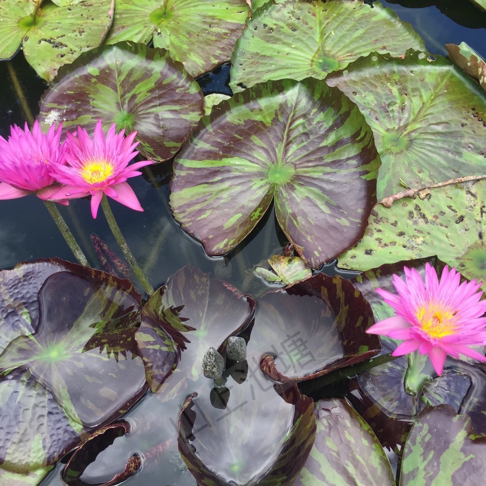 山上池塘 邁阿密玫瑰 睡蓮（請先問有沒有貨）-細節圖4