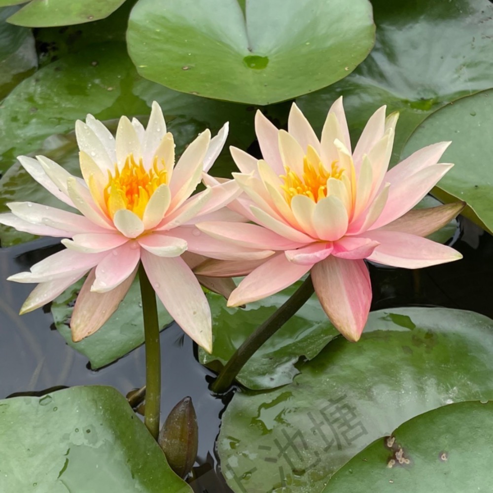 山上池塘 科羅拉多 觀音蓮 睡蓮（請先問都沒有貨）-細節圖2