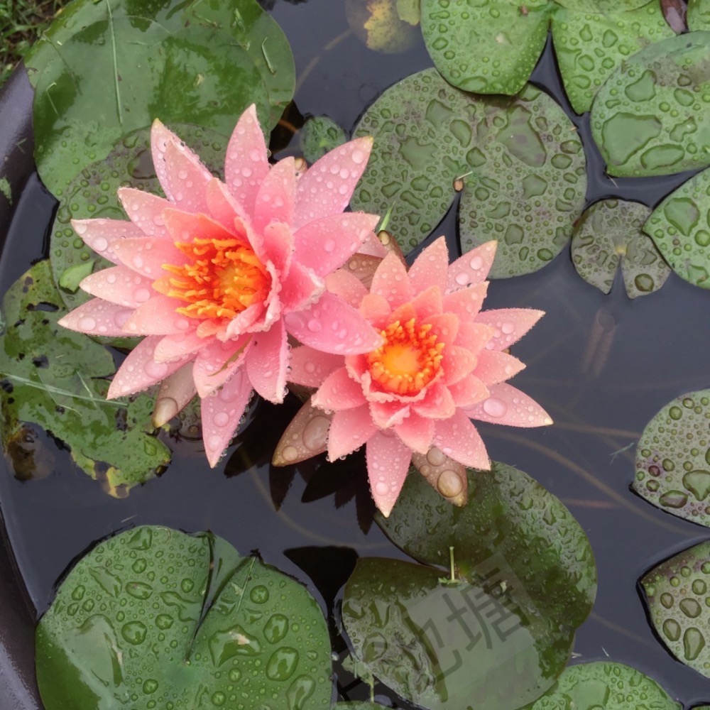 山上池塘 科羅拉多 觀音蓮 睡蓮（請先問都沒有貨）-細節圖3