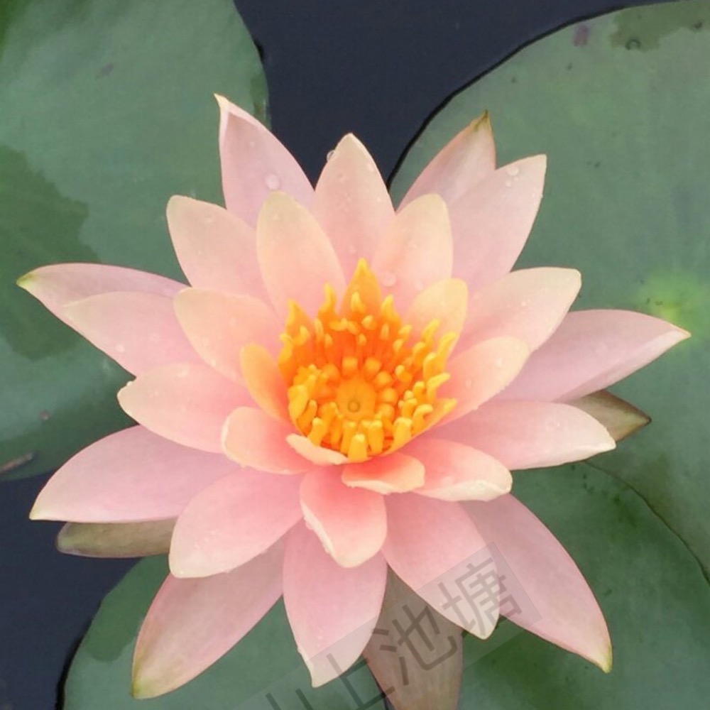 山上池塘 科羅拉多 觀音蓮 睡蓮（請先問都沒有貨）-細節圖4