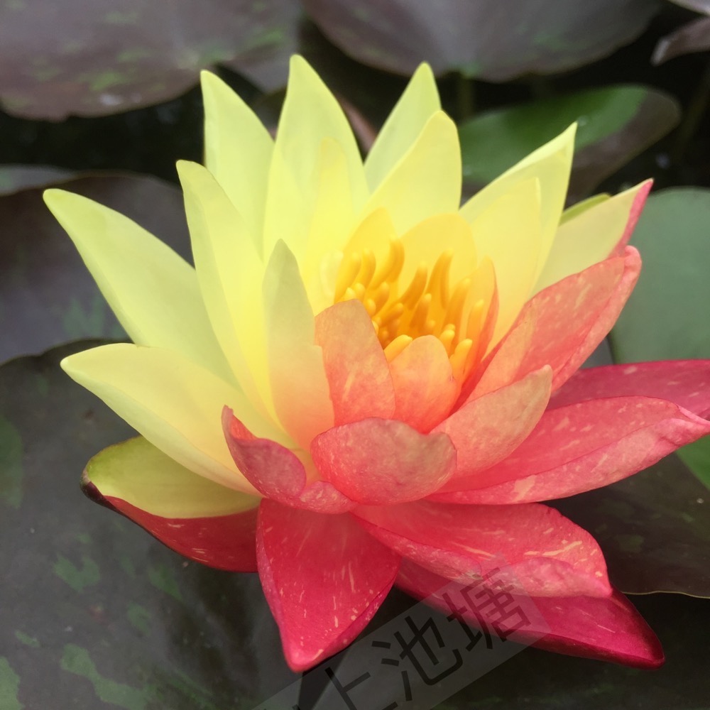 *山上池塘* 萬維莎 耐寒系觀音蓮 睡蓮（請先問有沒有貨）-細節圖2