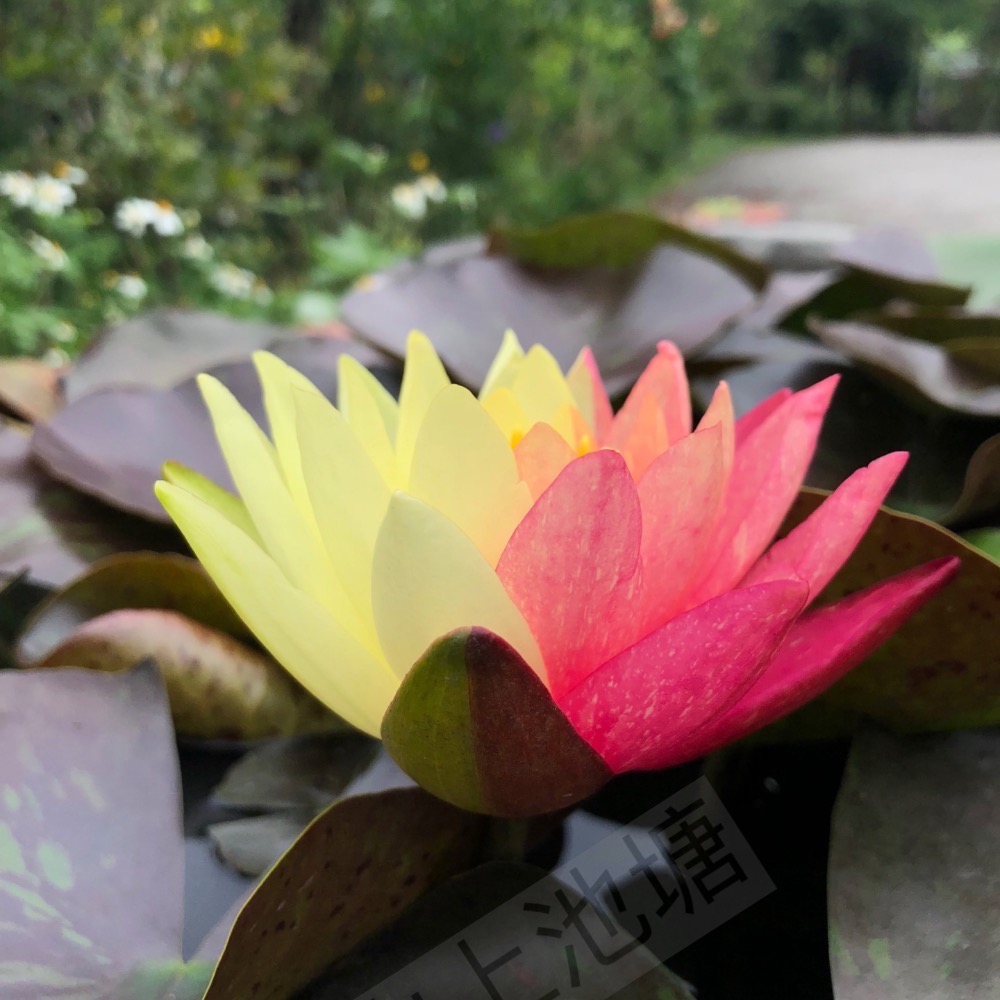 *山上池塘* 萬維莎 耐寒系觀音蓮 睡蓮（請先問有沒有貨）-細節圖3