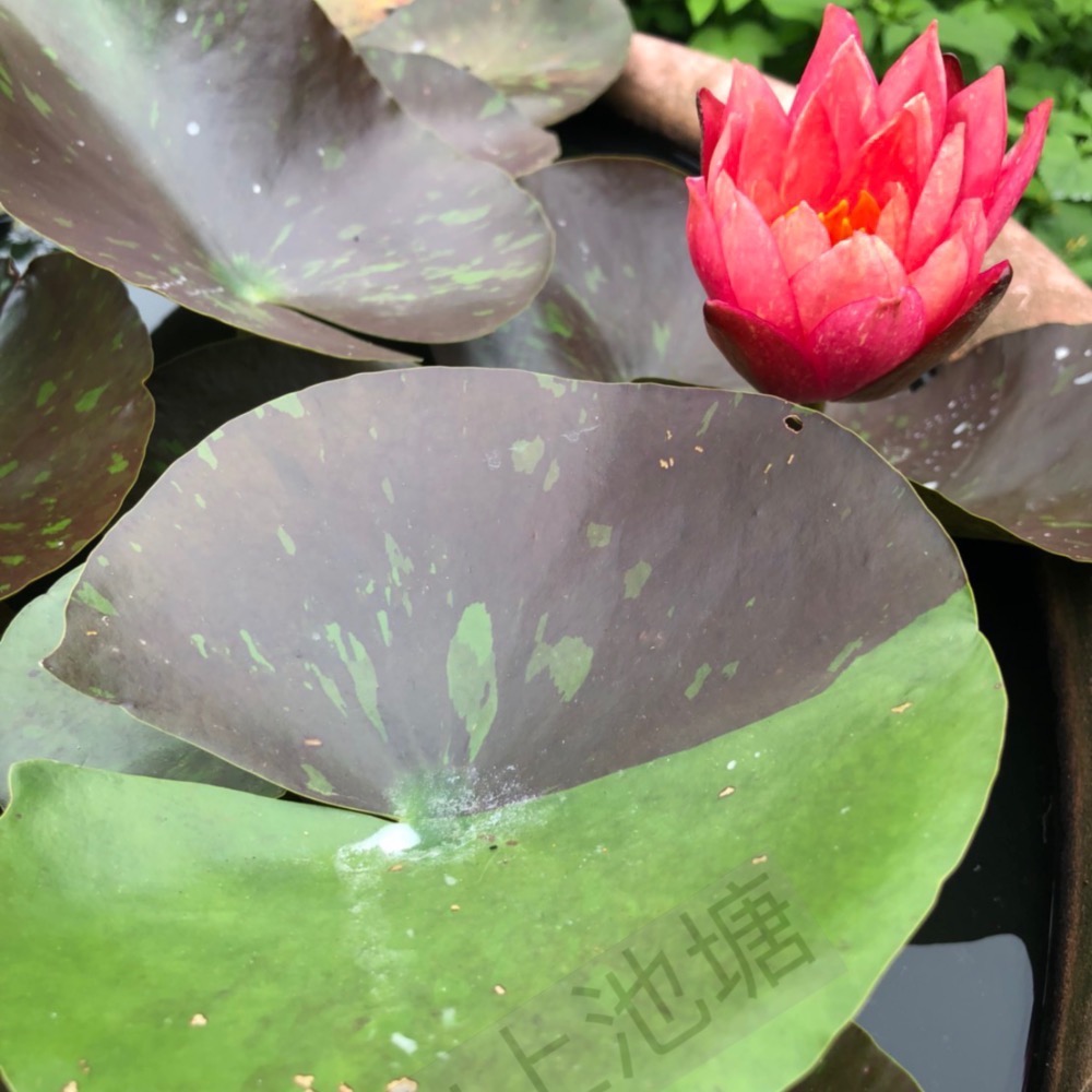 *山上池塘* 萬維莎 耐寒系觀音蓮 睡蓮（請先問有沒有貨）-細節圖4