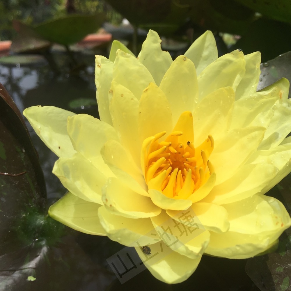 *山上池塘* 萬維莎 耐寒系觀音蓮 睡蓮（請先問有沒有貨）-細節圖5