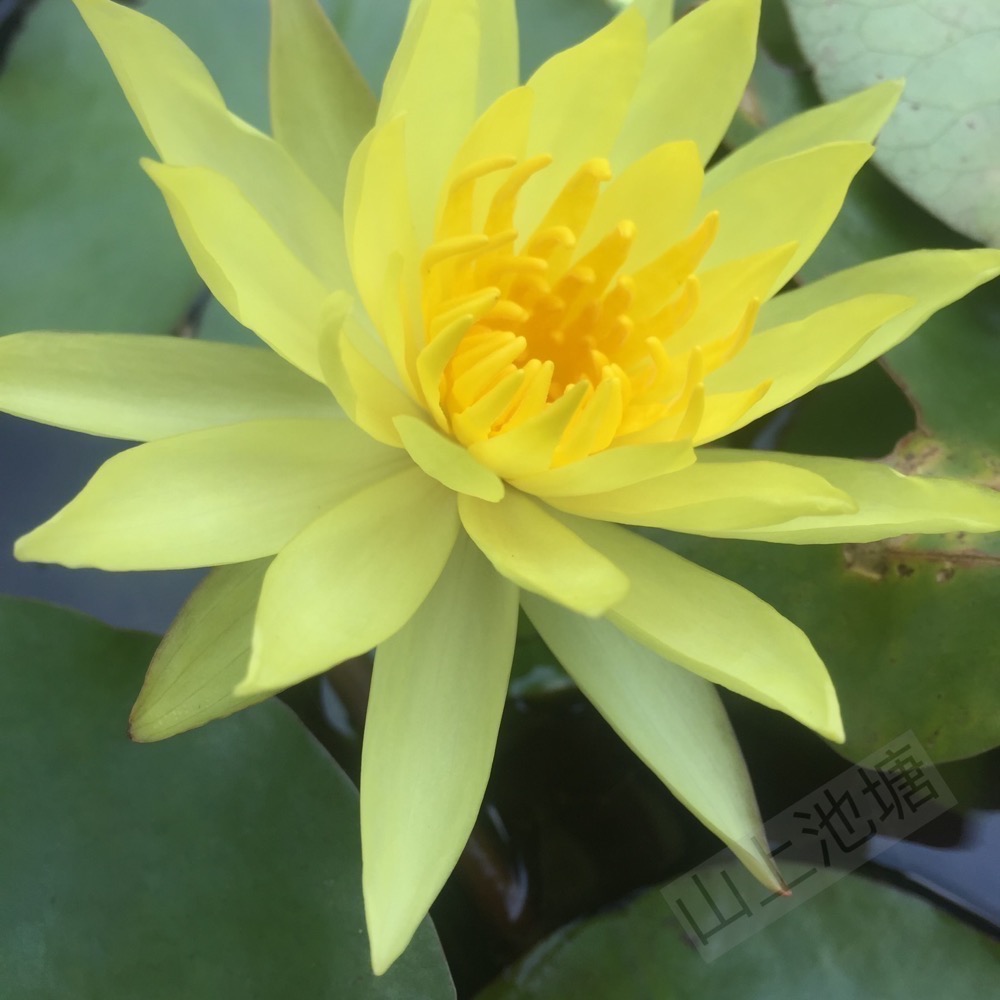 *山上池塘* 墨西哥黃金蓮 大金蓮 睡蓮（請先問有沒有貨）-細節圖2