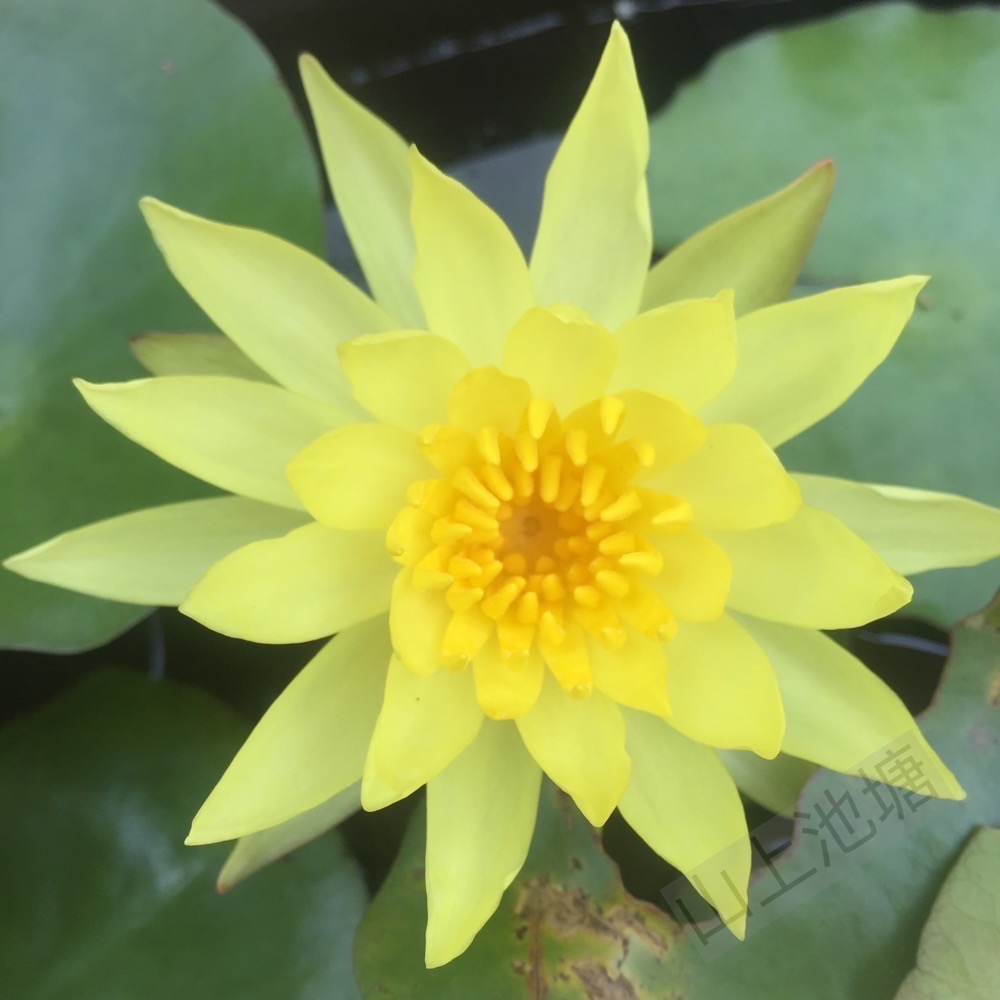 *山上池塘* 墨西哥黃金蓮 大金蓮 睡蓮（請先問有沒有貨）-細節圖3