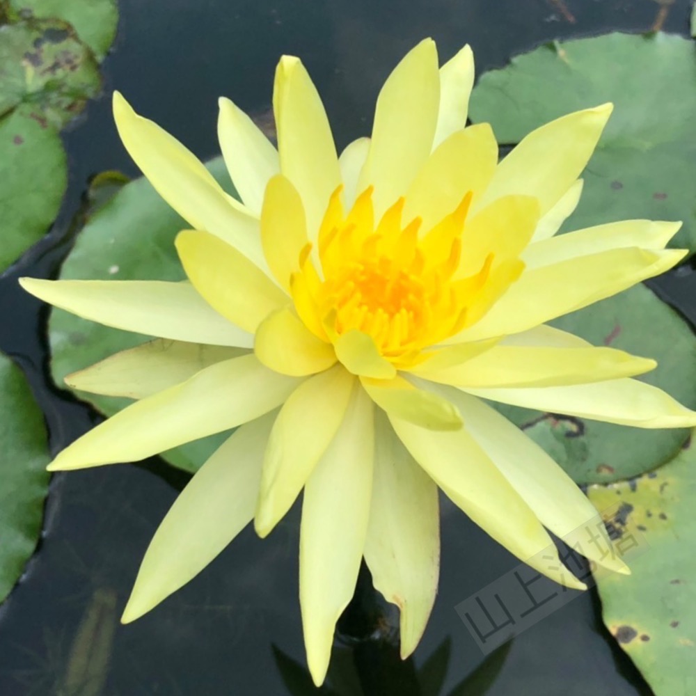 *山上池塘* 墨西哥黃金蓮 大金蓮 睡蓮（請先問有沒有貨）-細節圖4