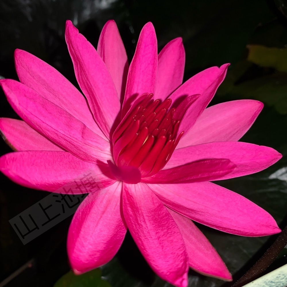 *山上池塘* 紅火炬 夜蓮 子午蓮 子時蓮（請先問有沒有貨）-細節圖2