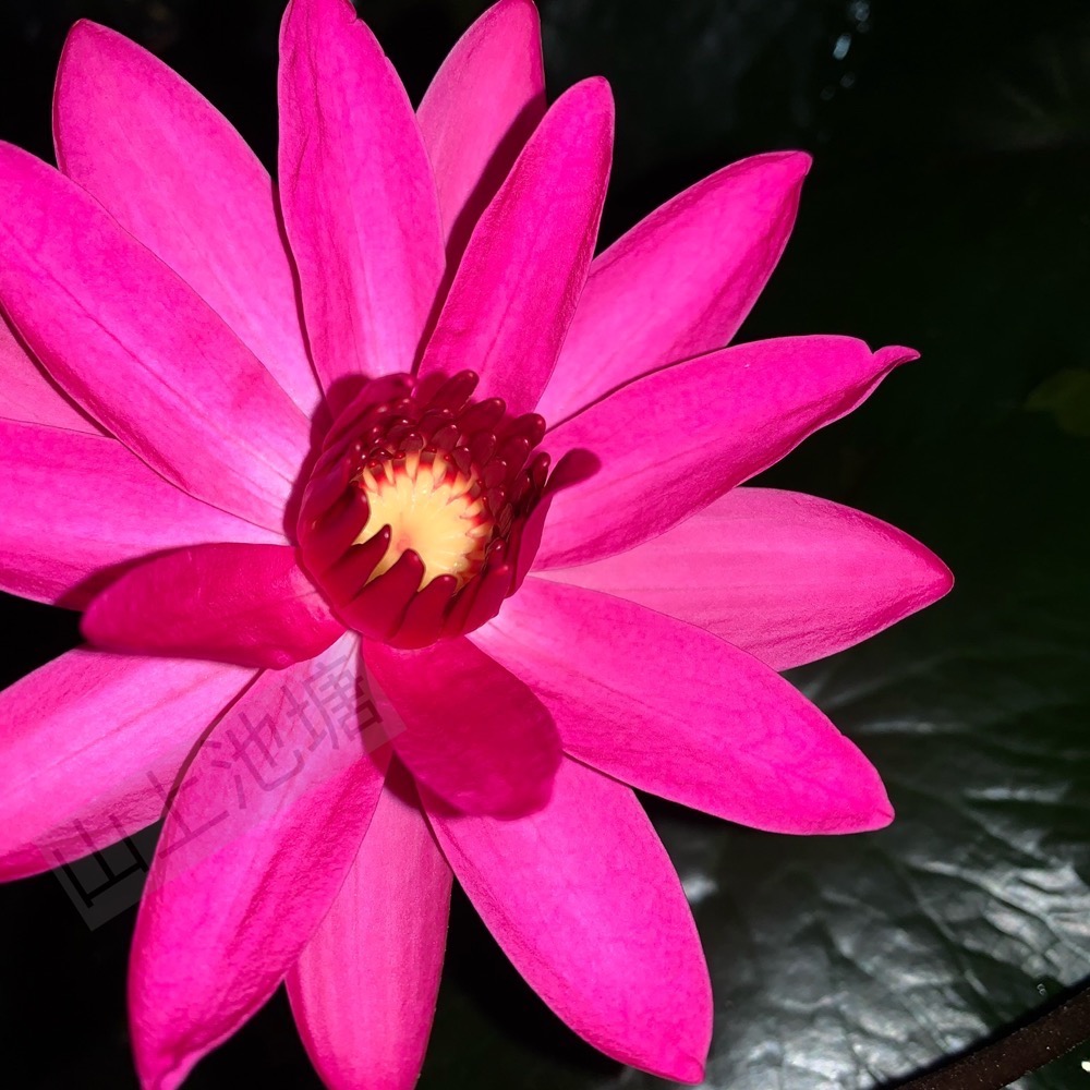 *山上池塘* 紅火炬 夜蓮 子午蓮 子時蓮（請先問有沒有貨）-細節圖3