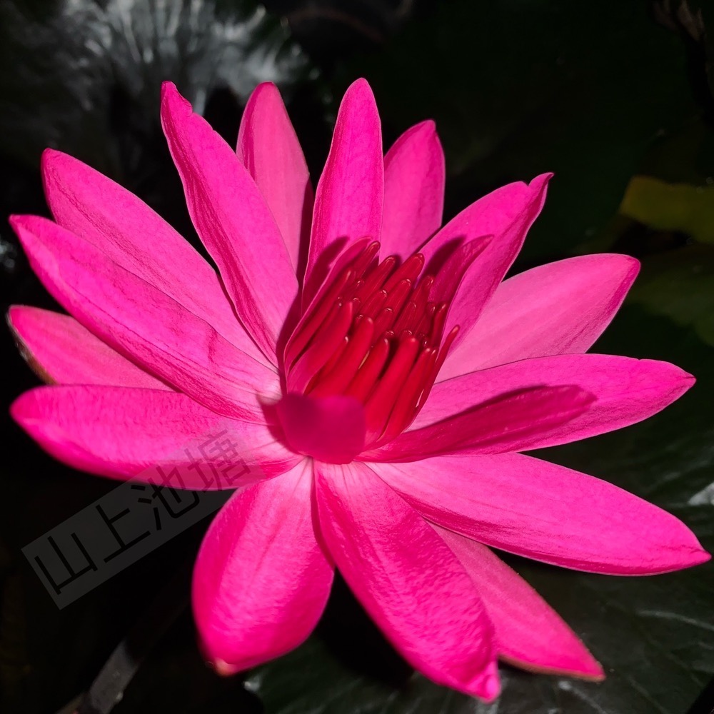 *山上池塘* 紅火炬 夜蓮 子午蓮 子時蓮（請先問有沒有貨）-細節圖4