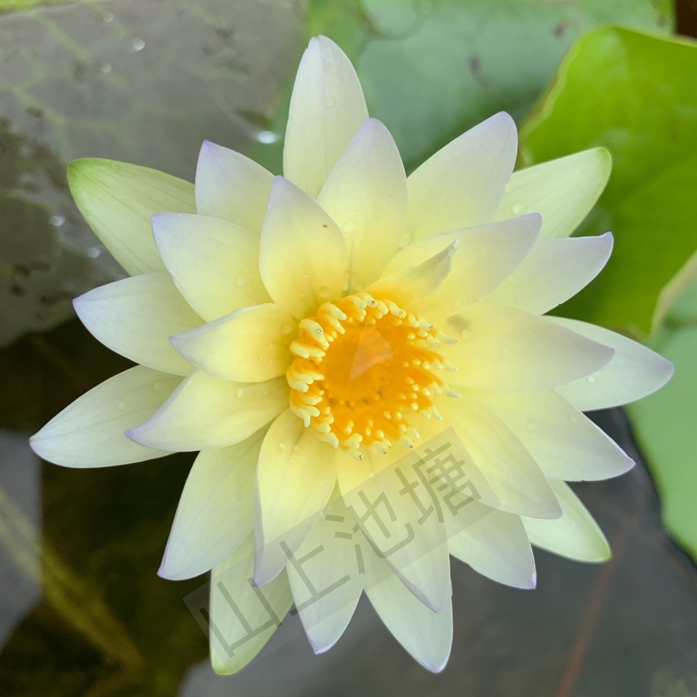 *山上池塘* 潘燮 香水蓮 睡蓮（請先問有沒有貨）-細節圖2