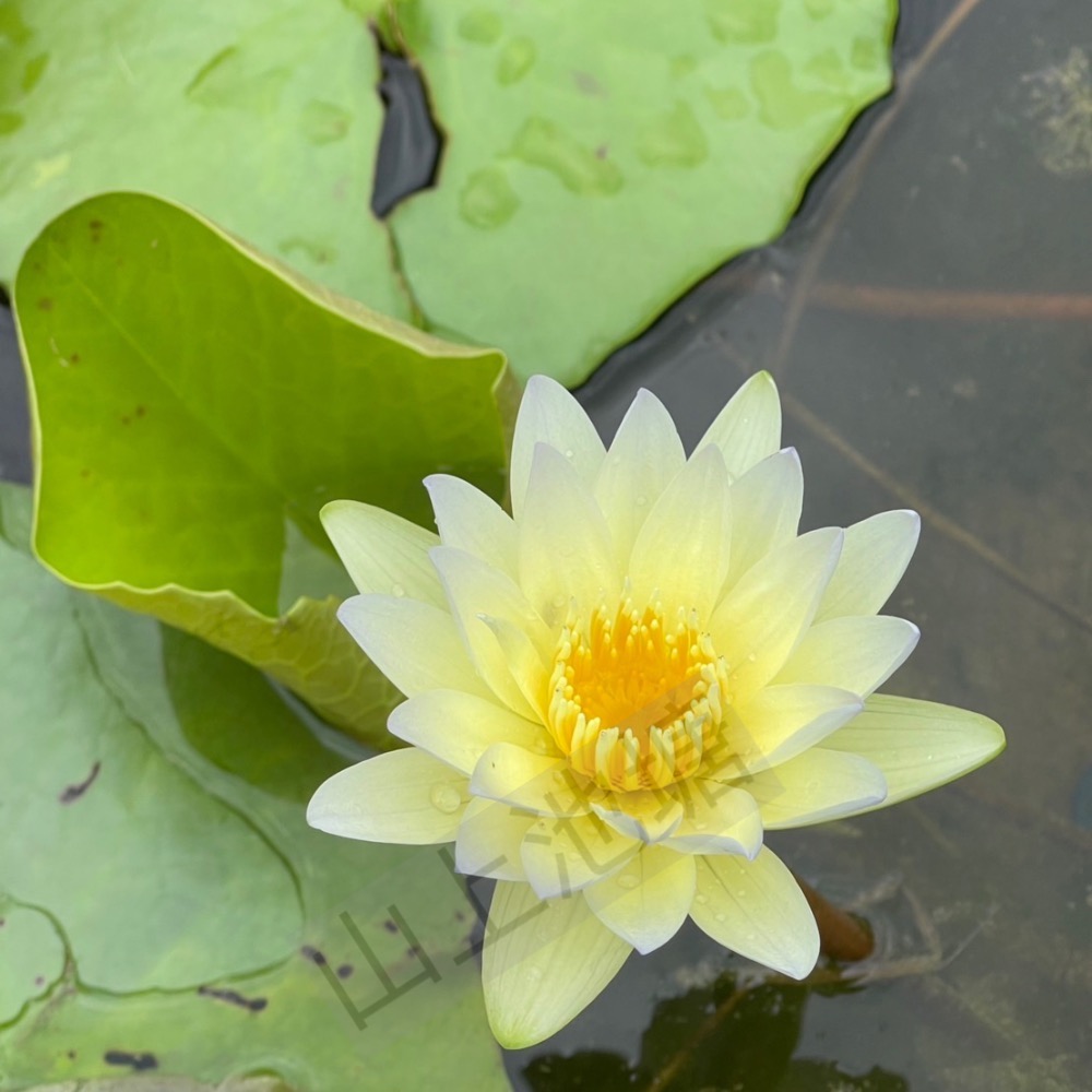 *山上池塘* 潘燮 香水蓮 睡蓮（請先問有沒有貨）-細節圖3
