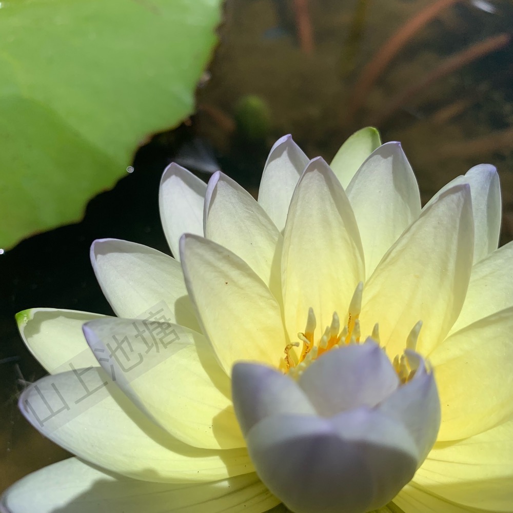 *山上池塘* 潘燮 香水蓮 睡蓮（請先問有沒有貨）-細節圖4