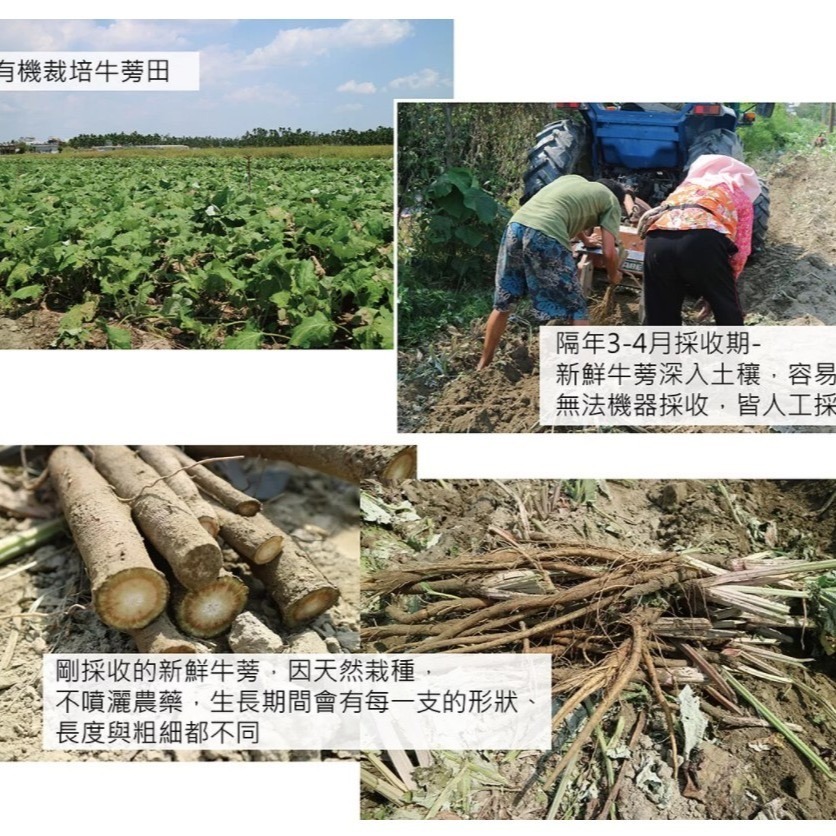 **現貨**曼寧 瑪黛牛蒡茶補充包 5克*40入/袋✪層次分明 茶香回甘-細節圖4