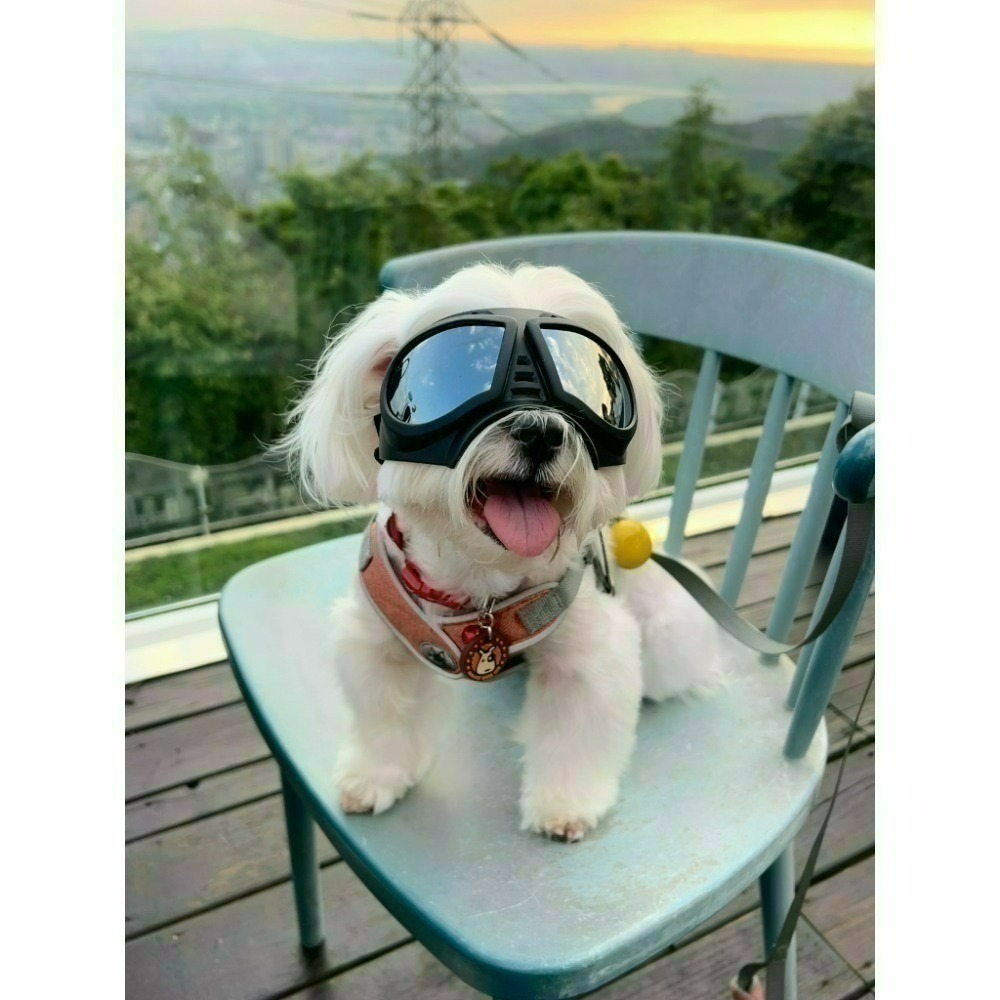 寵物墨鏡 寵物護目鏡 寵物防風眼鏡 狗防風眼鏡-細節圖10