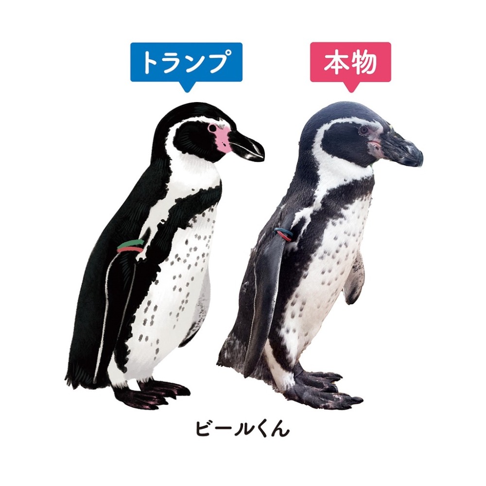 ♡萌獸動物園♡【現貨】FELISSIMO×YOU+MORE×東武動物園 史上最崩潰對對碰！洪堡企鵝 漢波德企鵝 撲克牌-細節圖4