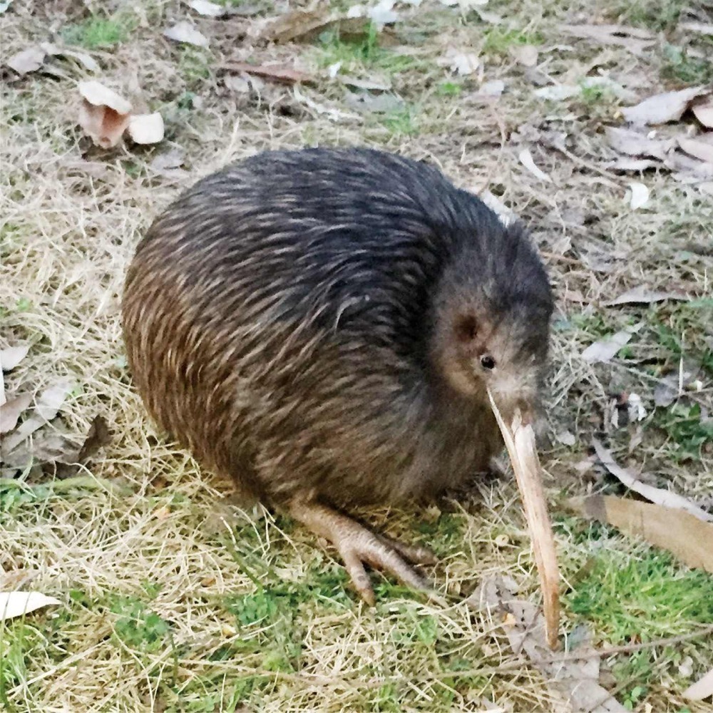 【預購】FELISSIMO×YOU+MORE×大阪天王寺動物園 偽裝成黃金奇異果的奇異鳥吊飾 KIWI♡萌獸動物園♡-細節圖9