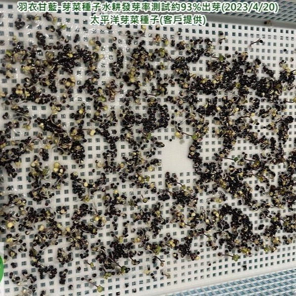 羽衣甘藍菜種子-美國-可水耕/土耕-85%以上高發芽率-芽菜種子/生菜種子/芽苗菜種子/水&土耕種子-細節圖2